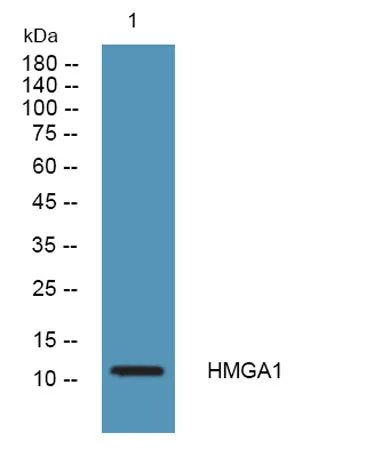 HMG-I/HMG-Y Rabbit pAb - image 1
