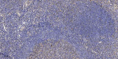 PEN2 rabbit pAb - image 1