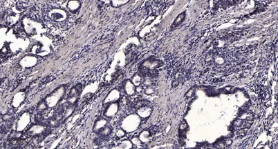 LYRM4 rabbit pAb - image 1