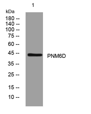 PNM6D rabbit pAb