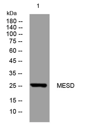 MESD rabbit pAb - image 1