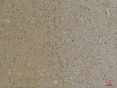 KCNK4 (TRAAK) rabbit pAb