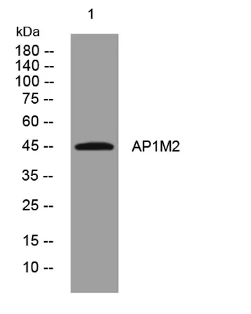 AP1M2 rabbit pAb - image 1