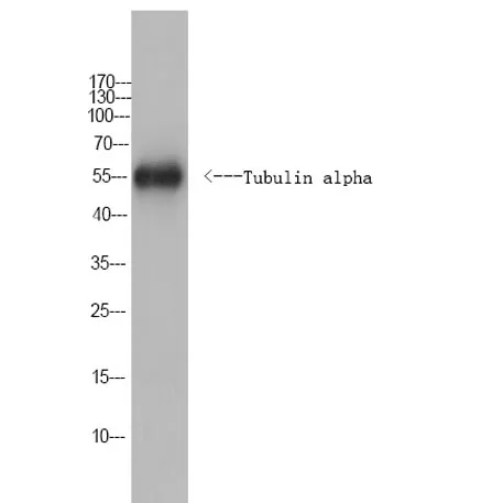 Tubulin alpha Rabbit pAb (Caenorhabditis elegans) - image 1