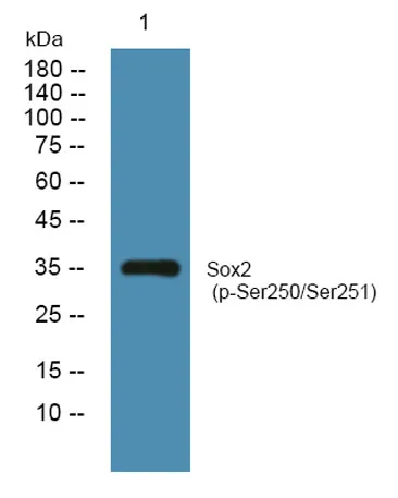 Sox2 (phospho-Ser250/Ser251) rabbit pAb