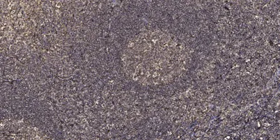 SHIP2 (phospho-Tyr986/987) rabbit pAb - image 1