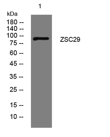 ZSC29 rabbit pAb