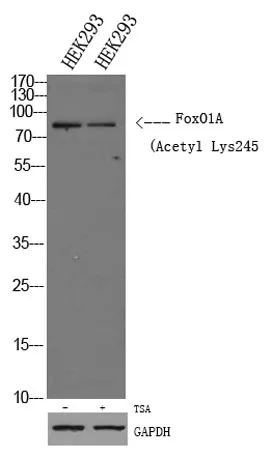 FoxO1A (Acetyl Lys245) rabbit pAb - image 1