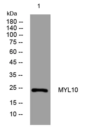 MYL10 rabbit pAb
