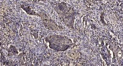 MCM3 (phospho-Ser112) rabbit pAb
