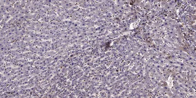 Glypican-2 rabbit pAb