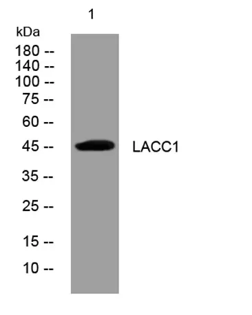 LACC1 rabbit pAb - image 1