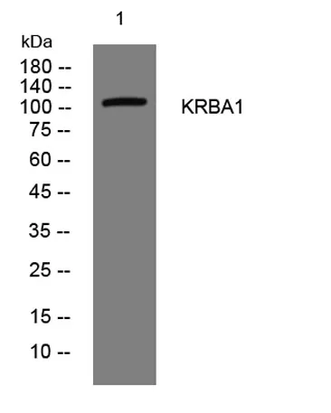 KRBA1 rabbit pAb