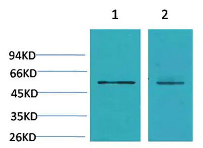 CACNB3 rabbit pAb - image 1