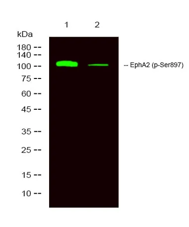 EphA2 (phospho-Ser897) rabbit pAb - image 1