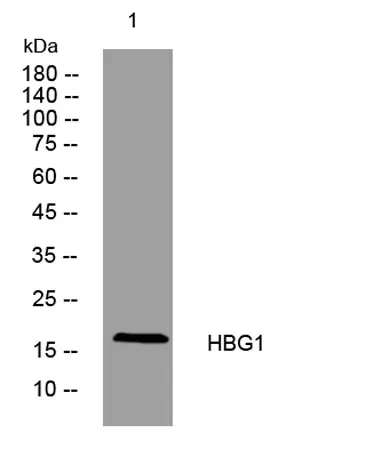 HBG1 rabbit pAb