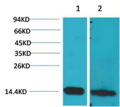 S100 β rabbit pAb - image 1