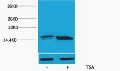 Histone H3 (Acetyl Lys56) rabbit pAb