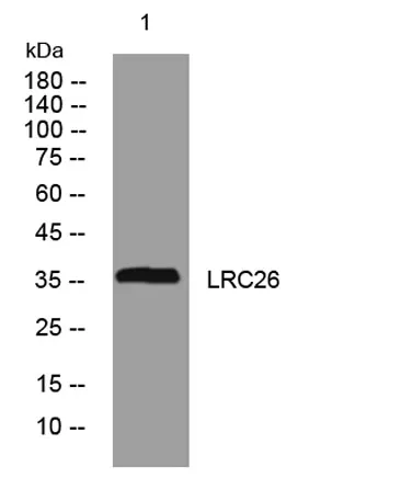 LRC26 rabbit pAb