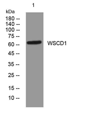 WSCD1 rabbit pAb