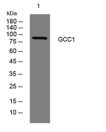 GCC1 rabbit pAb - image 1