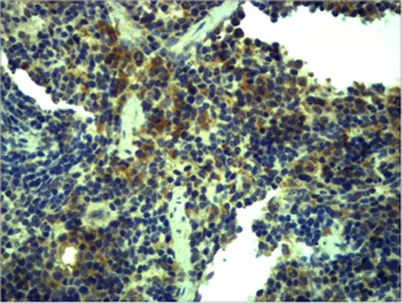 TLR1 rabbit pAb - image 1