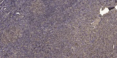 D106A rabbit pAb