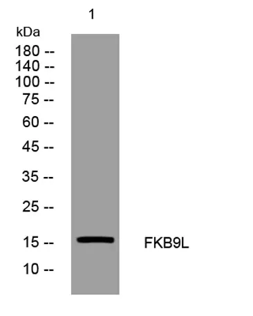 FKB9L rabbit pAb