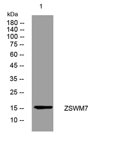 ZSWM7 rabbit pAb