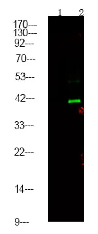 CtBP1/2 (Phospho Ser158/164) rabbit pAb - image 1
