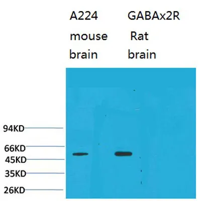 GABA A Receptor α2 rabbit pAb - image 1