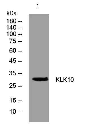 KLK10 rabbit pAb - image 1