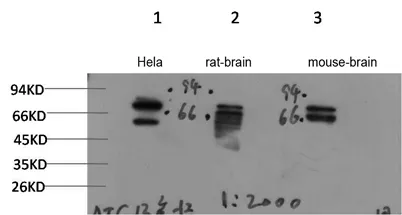 ATG13 Rabbit pAb - image 1