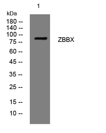 ZBBX rabbit pAb