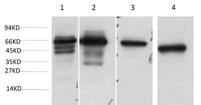 STIP1/HOP Rabbit pAb - image 1