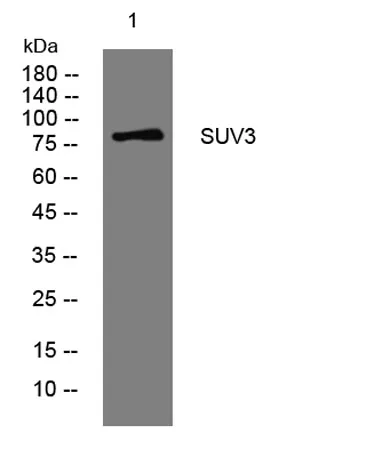 SUV3 rabbit pAb - image 1