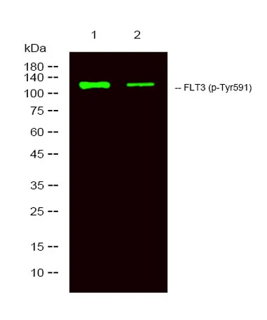 FLT3 (phospho-Tyr591) rabbit pAb - image 1