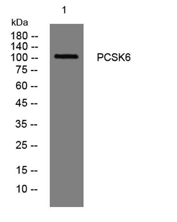 PCSK6 rabbit pAb - image 1
