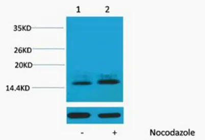 Histone H1 (Phospho Thr3) rabbit pAb - image 1