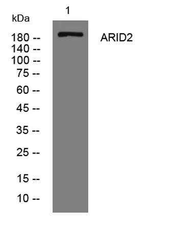 ARID2 rabbit pAb - image 1