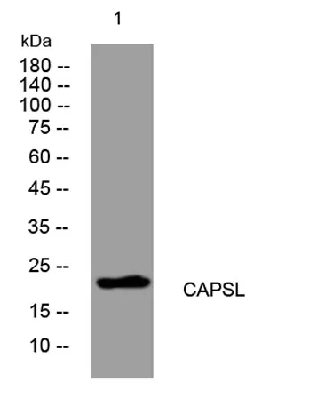 CAPSL rabbit pAb