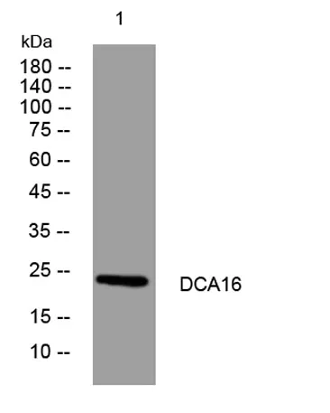 DCA16 rabbit pAb