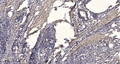 Jak1 (phospho-Tyr1034/1035) rabbit pAb - image 1