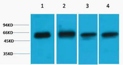 Akt3 rabbit pAb - image 1