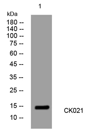 CK021 rabbit pAb