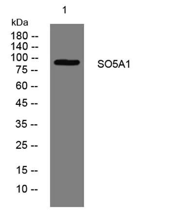 SO5A1 rabbit pAb
