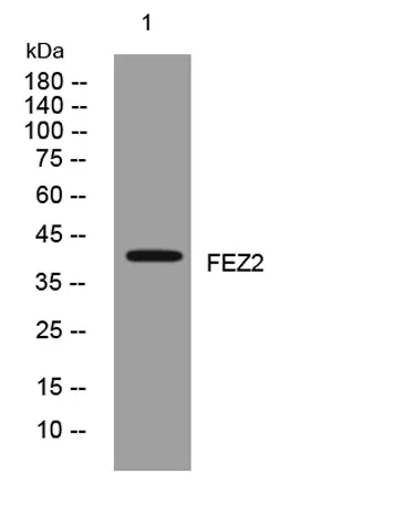 FEZ2 rabbit pAb - image 1