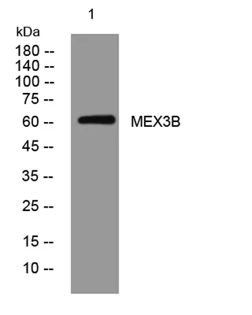 MEX3B rabbit pAb