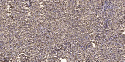 MUC6 rabbit pAb - image 1
