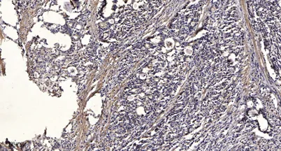 IRF-7 (phospho-Ser471/472) rabbit pAb - image 1